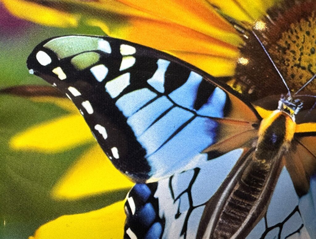 butterfly2-1024x774