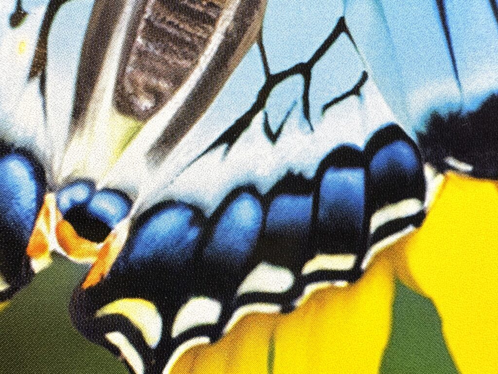 butterfly3-1024x768